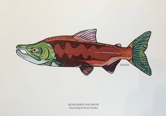 Kokanee Salmon - Print
