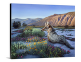 Desert Coyote - Limited Edition Canvas Giclee Print
