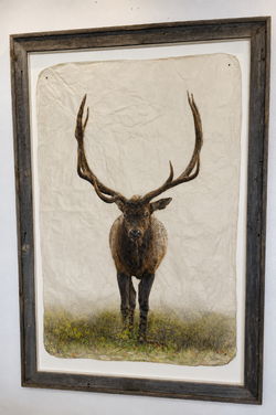 Meadow Elk
