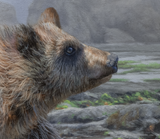 Curiosity - Limited Edition Print