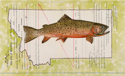 Westslope Cutthroat