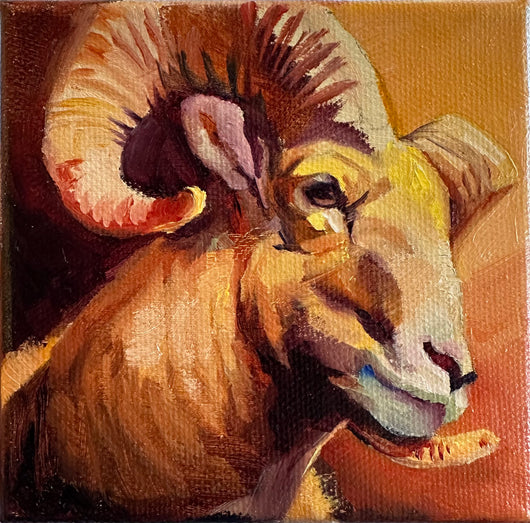 Colorful Big Horn Sheep 4x4