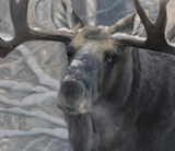 Serenity - Limited Edition Print