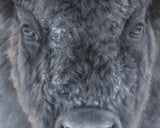 The Provider - Limited Edition Canvas Giclee Print