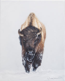 North American Bison Study - Original Oil Painting
