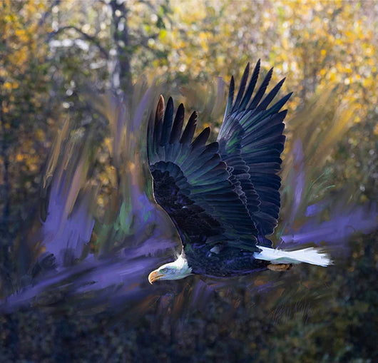 Bald Eagle - Digital Hybrid