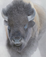 Big Bison - Open Edition Canvas Giclee Print