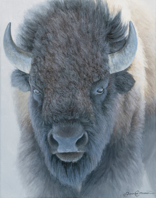 Bison Portrait Study