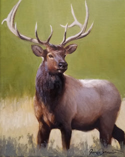 Elk Study - Oil on Canvas