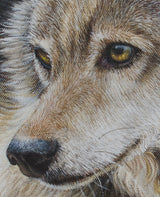 Portrait of a Wolf - Open Edition Canvas Giclee Print