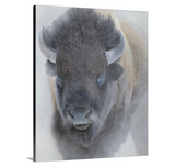 Big Bison - Open Edition Canvas Giclee Print