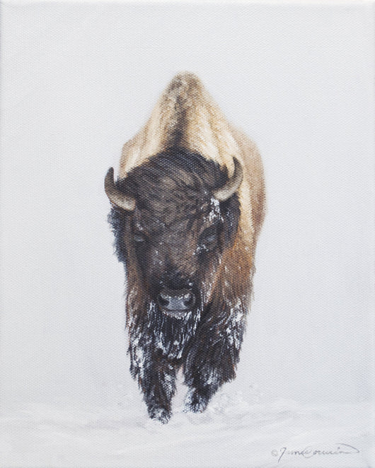 Winter Bison Study - Oil on Canvas